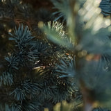 Evergreen - Pura Home Diffuser Scent Refill